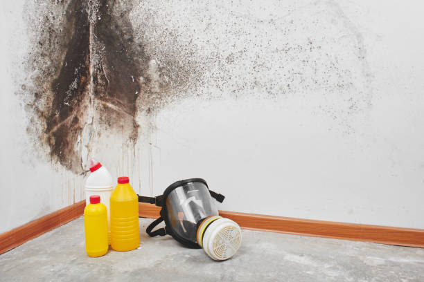 Best Mold Removal Process  in Mansfield Center, CT