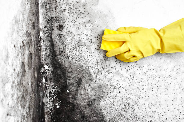 Best Mold Testing  in Mansfield Center, CT