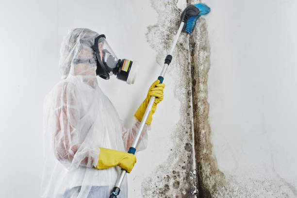 Best Crawl Space Mold Removal  in Mansfield Center, CT