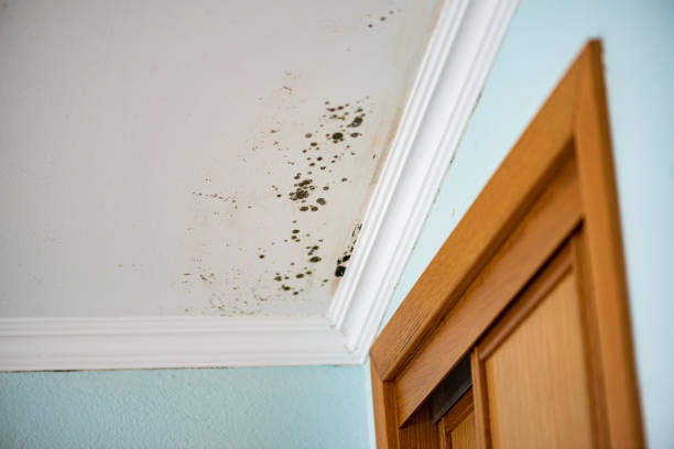 Best Home Mold Removal  in Mansfield Center, CT