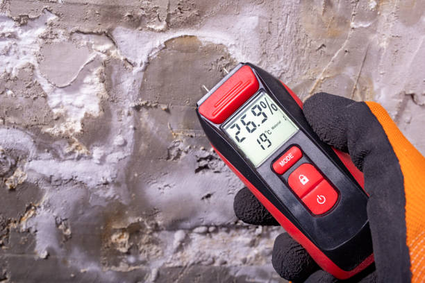 Best Black Mold Removal  in Mansfield Center, CT