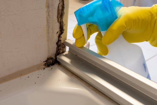 Best Mold Removal and Inspection  in Mansfield Center, CT