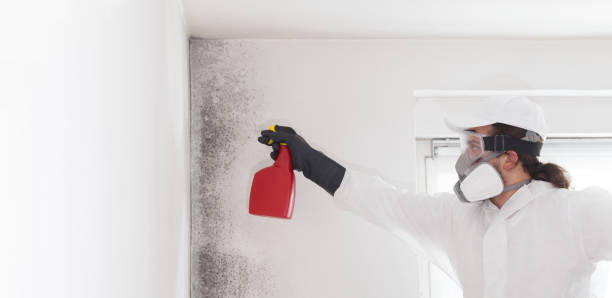 Best Affordable Mold Removal  in Mansfield Center, CT