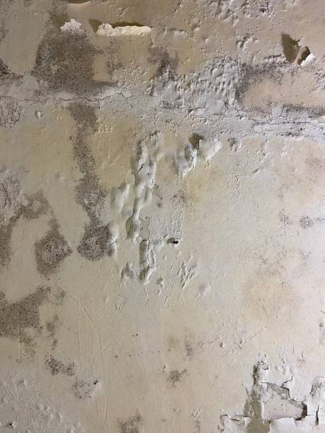 Best Professional Mold Removal  in Mansfield Center, CT