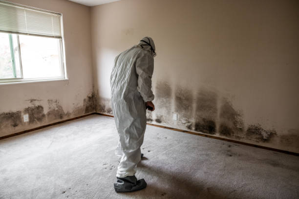 Mold Removal and Inspection in Mansfield Center, CT