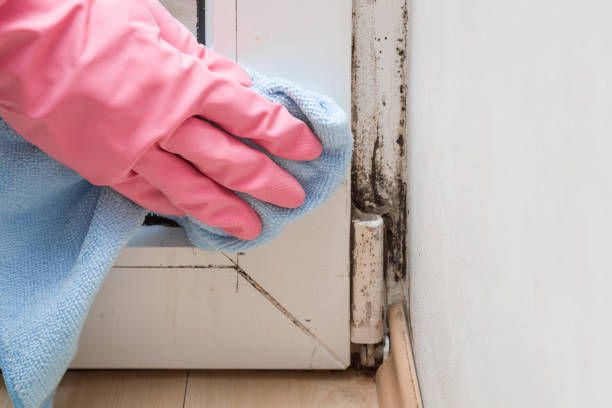 Best Same-Day Mold Removal  in Mansfield Center, CT